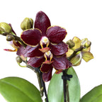 Phalaenopsis Sunrise Red Peoker (Esmee) - viaszvirágok