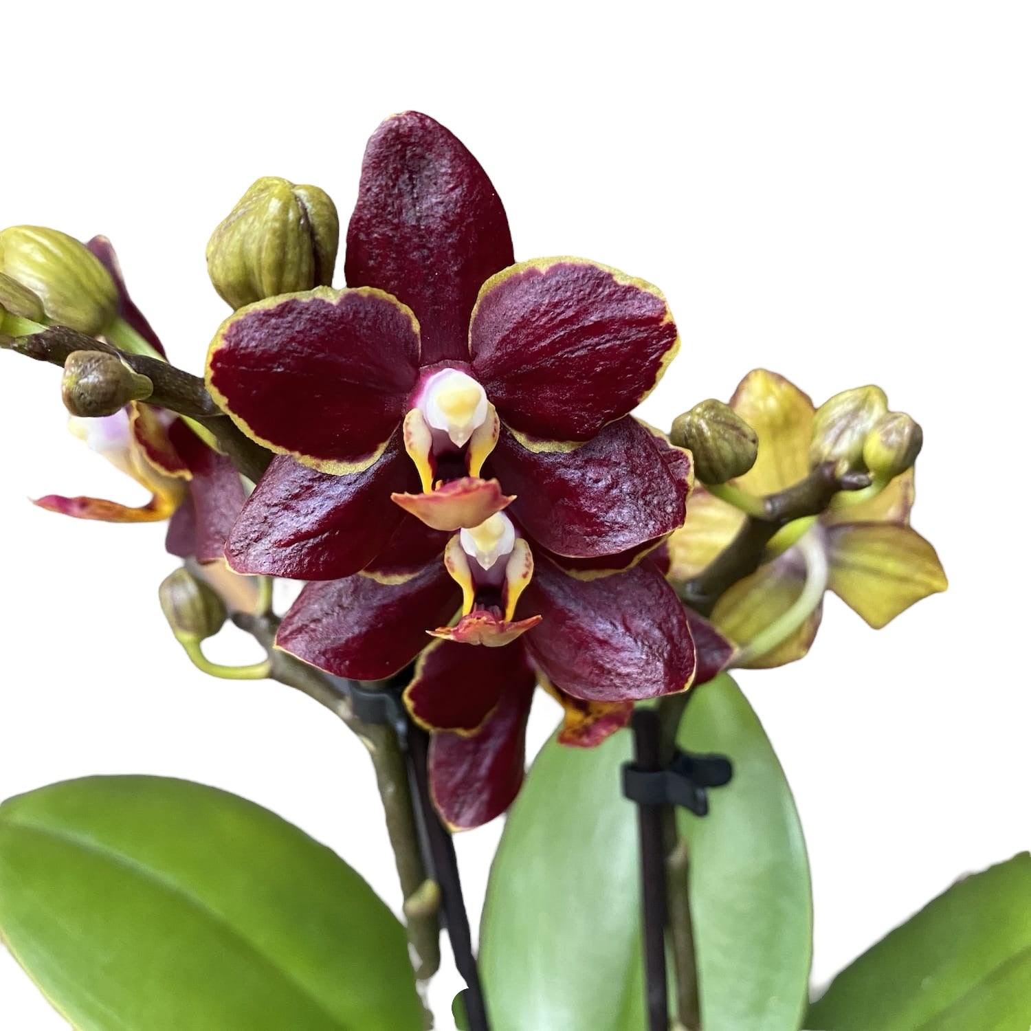 Phalaenopsis Sunrise Red Peoker (Esmee) - gewachste Blumen