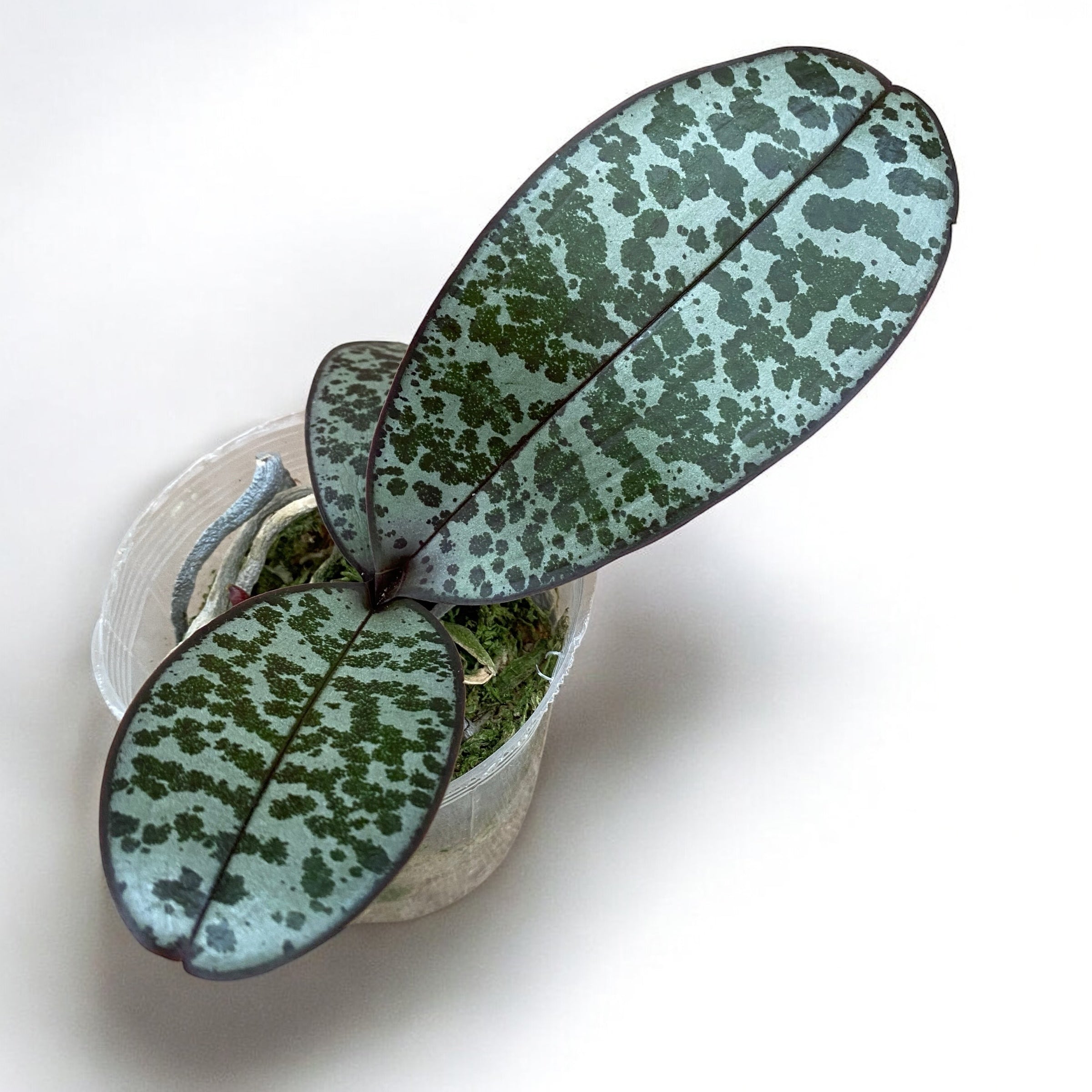 Phalaenopsis schilleriana 'Pink Butterfly' AM/AOS