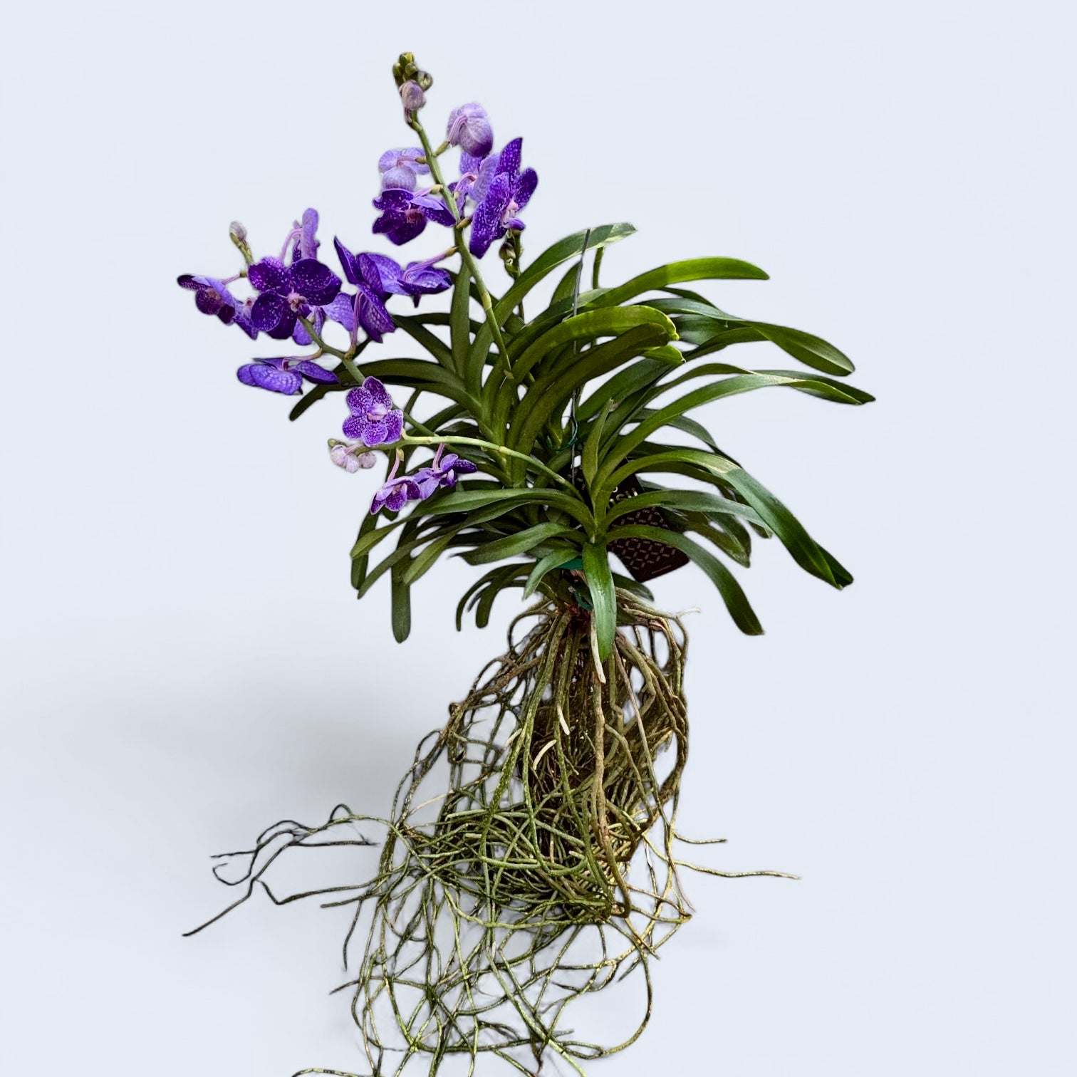 Vanda Tweed Blau XXL 3 Stück (Ansu)