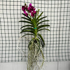 Vanda Pure Purple 858 (Ansu)