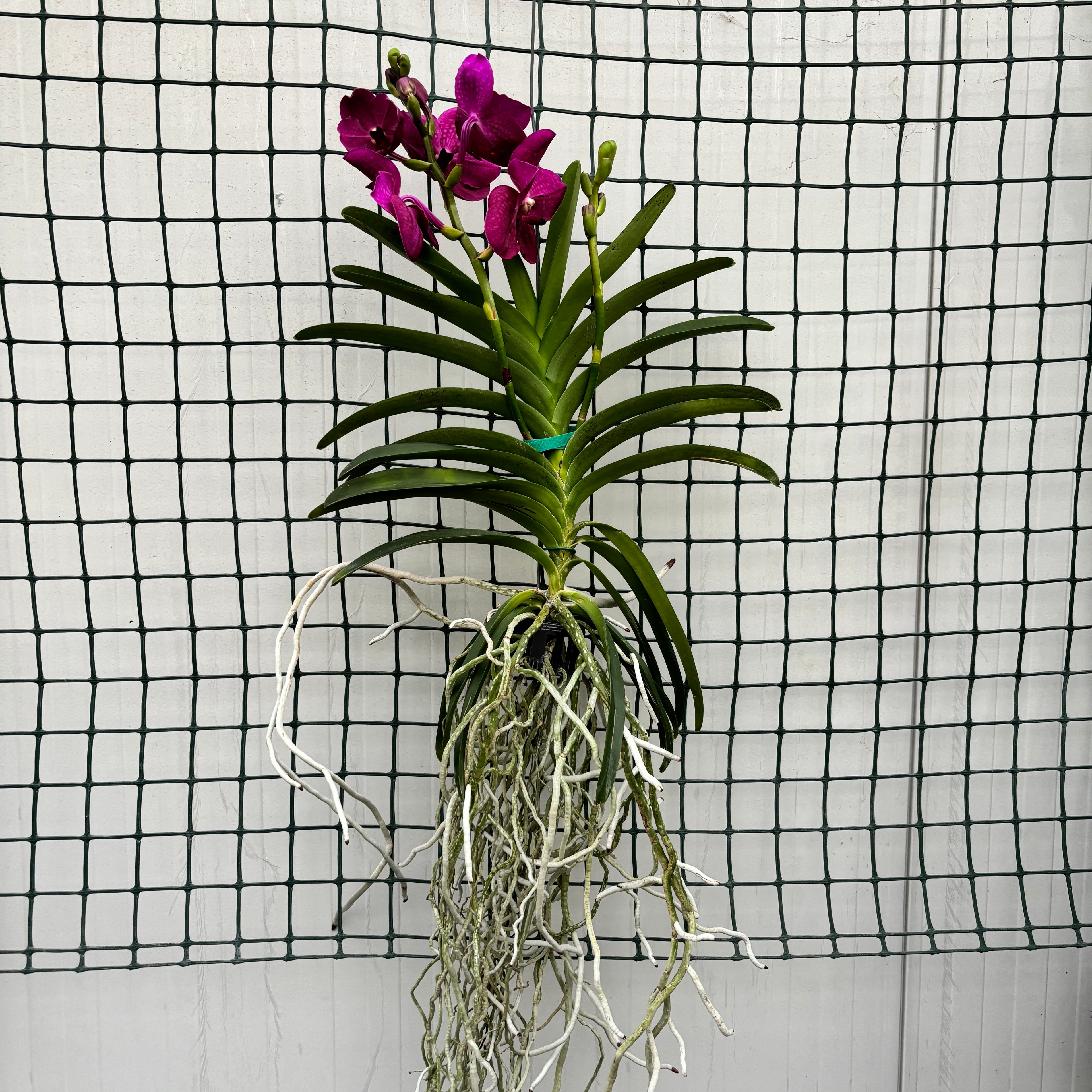 Vanda Pure Purple 858 (Ansu)