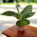 Dvärgbanan - Musa acuminata 'Dwarf Cavendish' (Cavendish-banan)