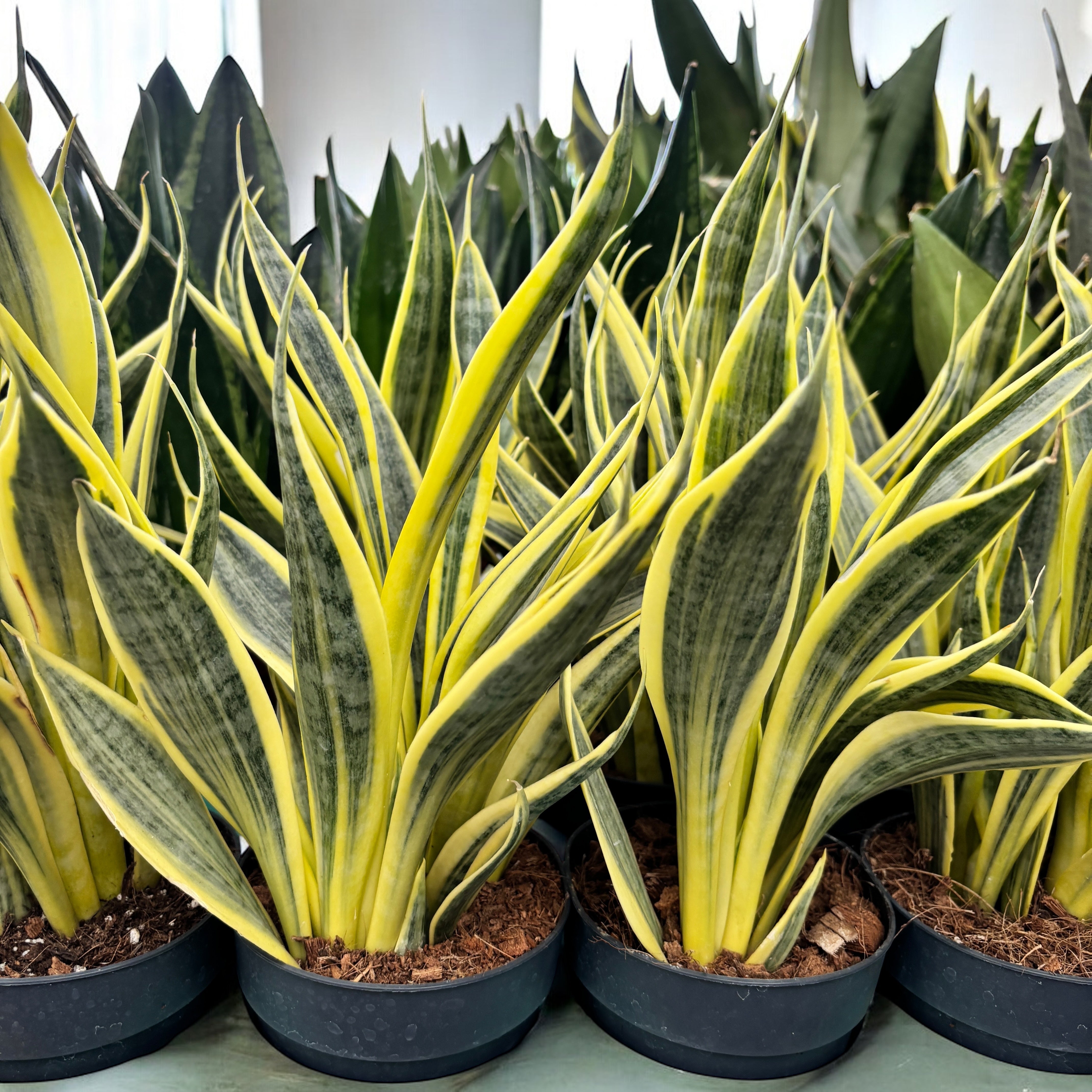 洋書 the splendid sansevieria Sansewieria 'El Dorado' – Secret Garden Plant Shop