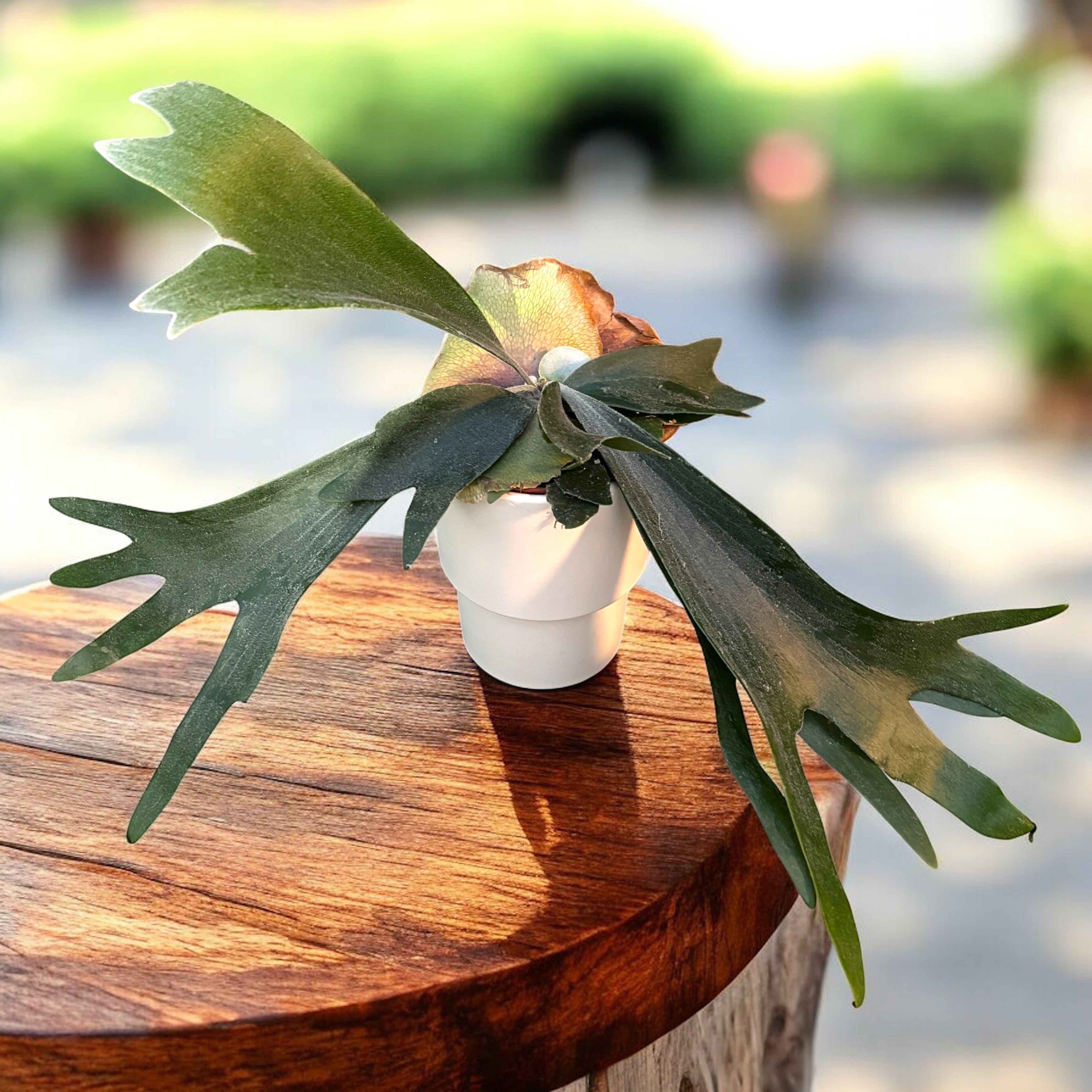 Platycerium bifurcatum - kapradina „jelení parohy“, exotická a působivá