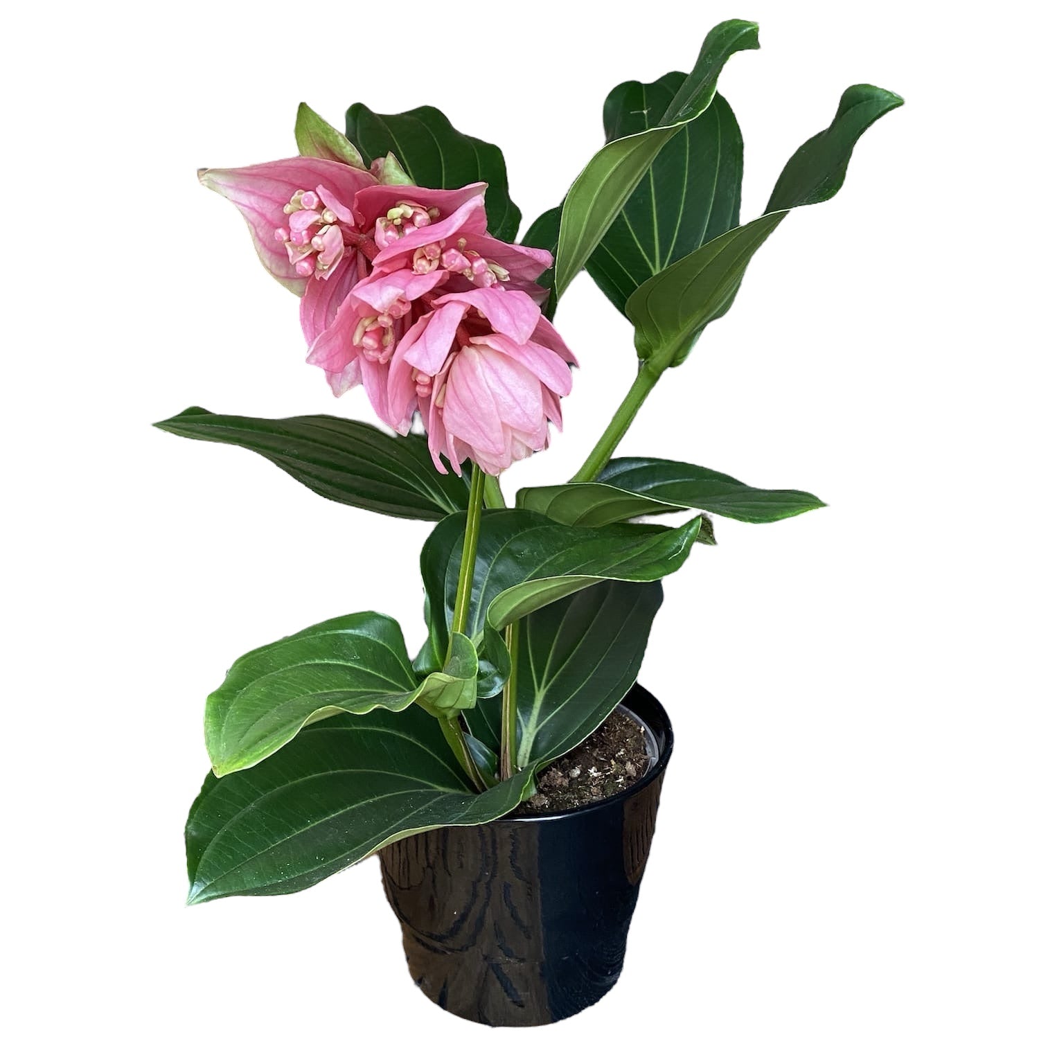 Medinilla magnifica - De bloem van de koning