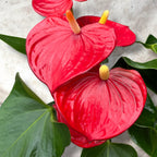 Anthurium ‘Karma Red'