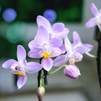 Phalaenopsis equestris 'Mauve'