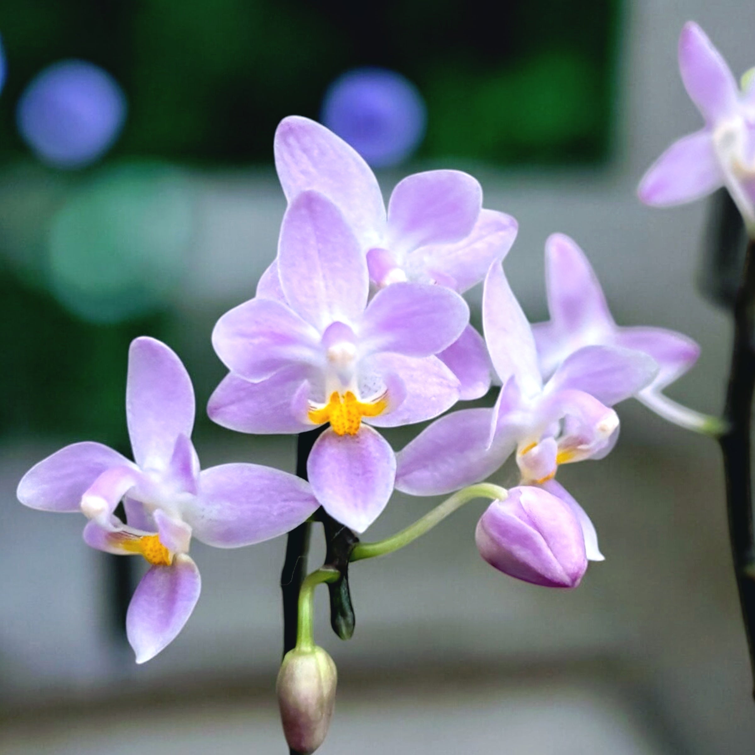 Phalaenopsis equestris 'Mauve'