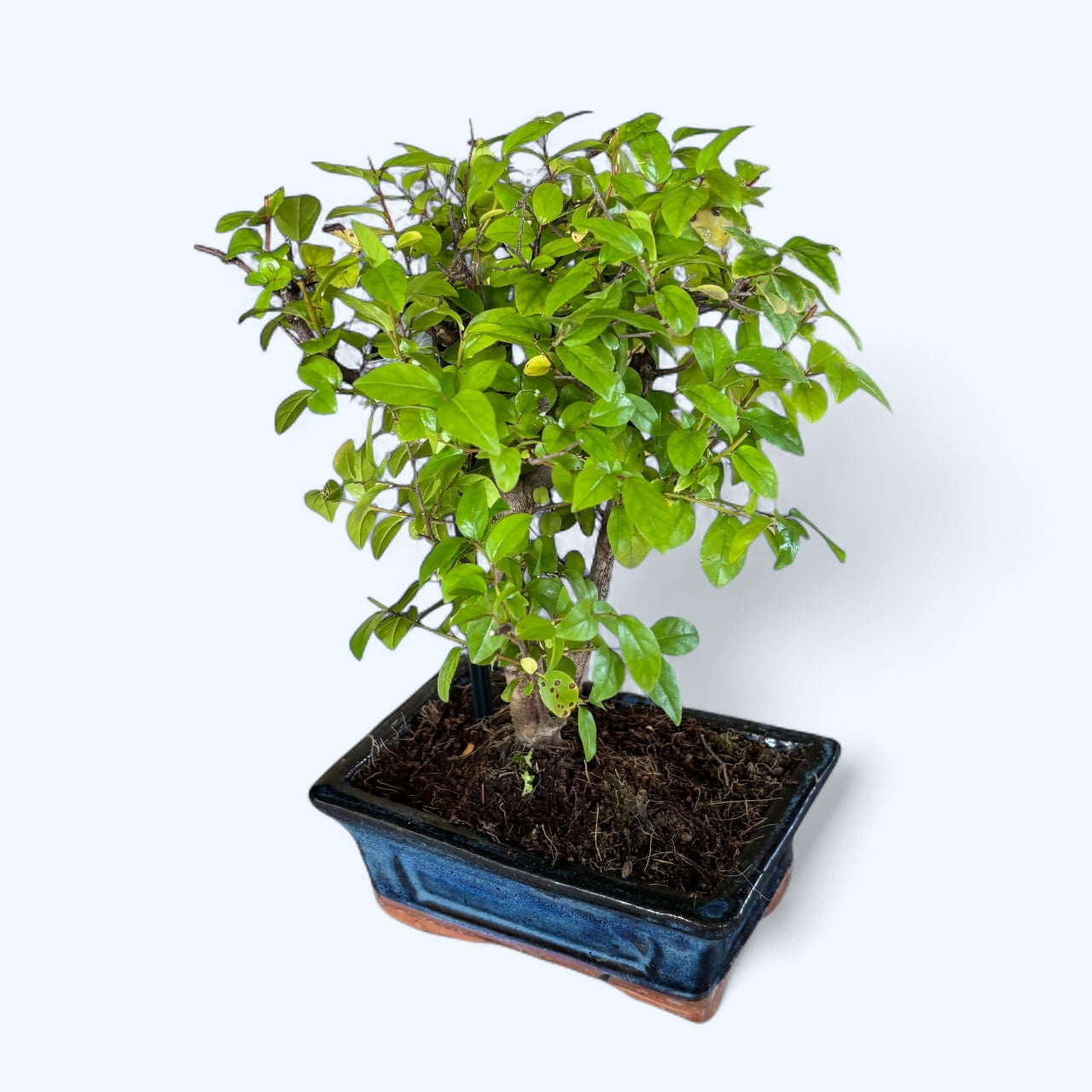 Bonsai Sageretia – tropischer Bonsai mit feinen Blättern und elegantem  Wuchs, perfekt für den Innenbereich – Secret Garden Plant Shop