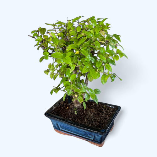sageretia theezans bonsai tree Bonsai Sageretia – tropical bonsai with fine leaves and graceful growth, perfect for indoors – Secret Garden Plant Shop