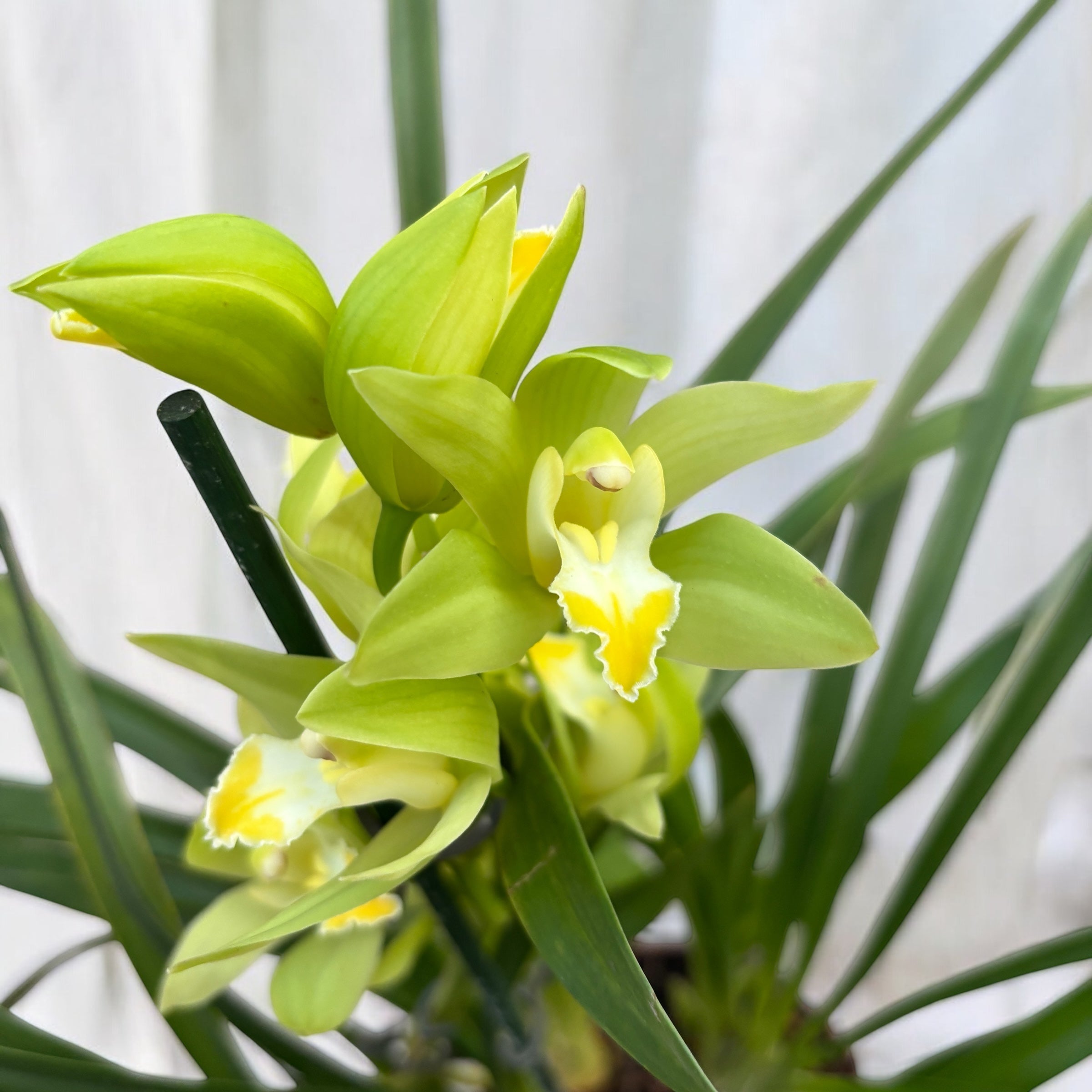 Cymbidium Enzan Aniston 'Stardust' - fragrant flowers