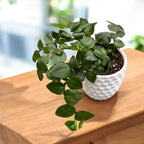 Rhaphidophora Hayi (shingle plant)