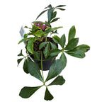 Helleborus orientalis ‘Double Ellen Red’ (Spanz cu flori duble)