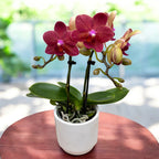 Phalaenopsis Congo (miniature)