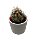 Thelocactus bicolor
