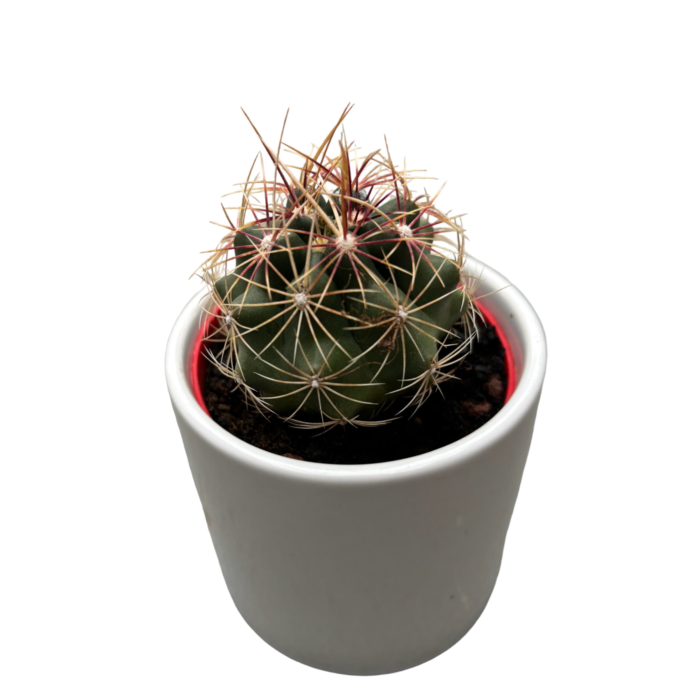 Thelocactus bicolor