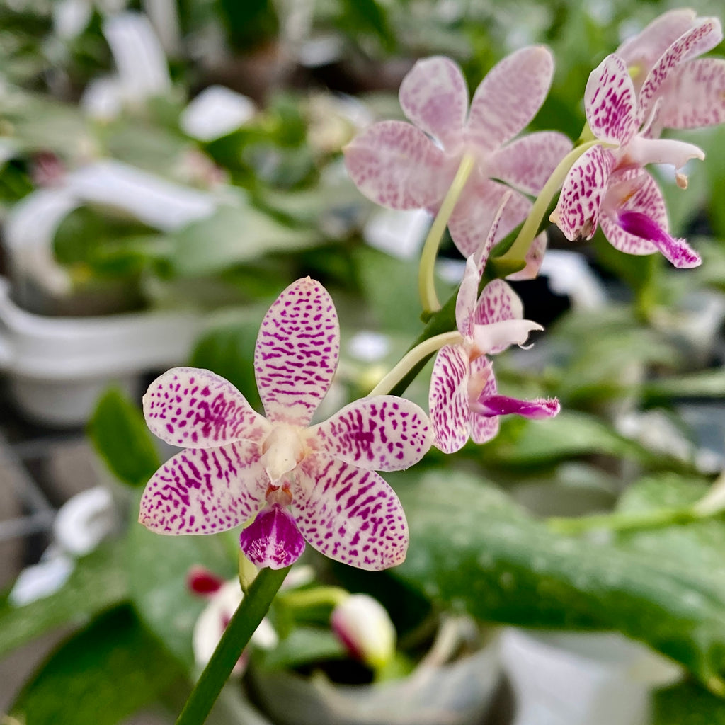 Phalaenopsis Miki Blue Angel C1 '239'