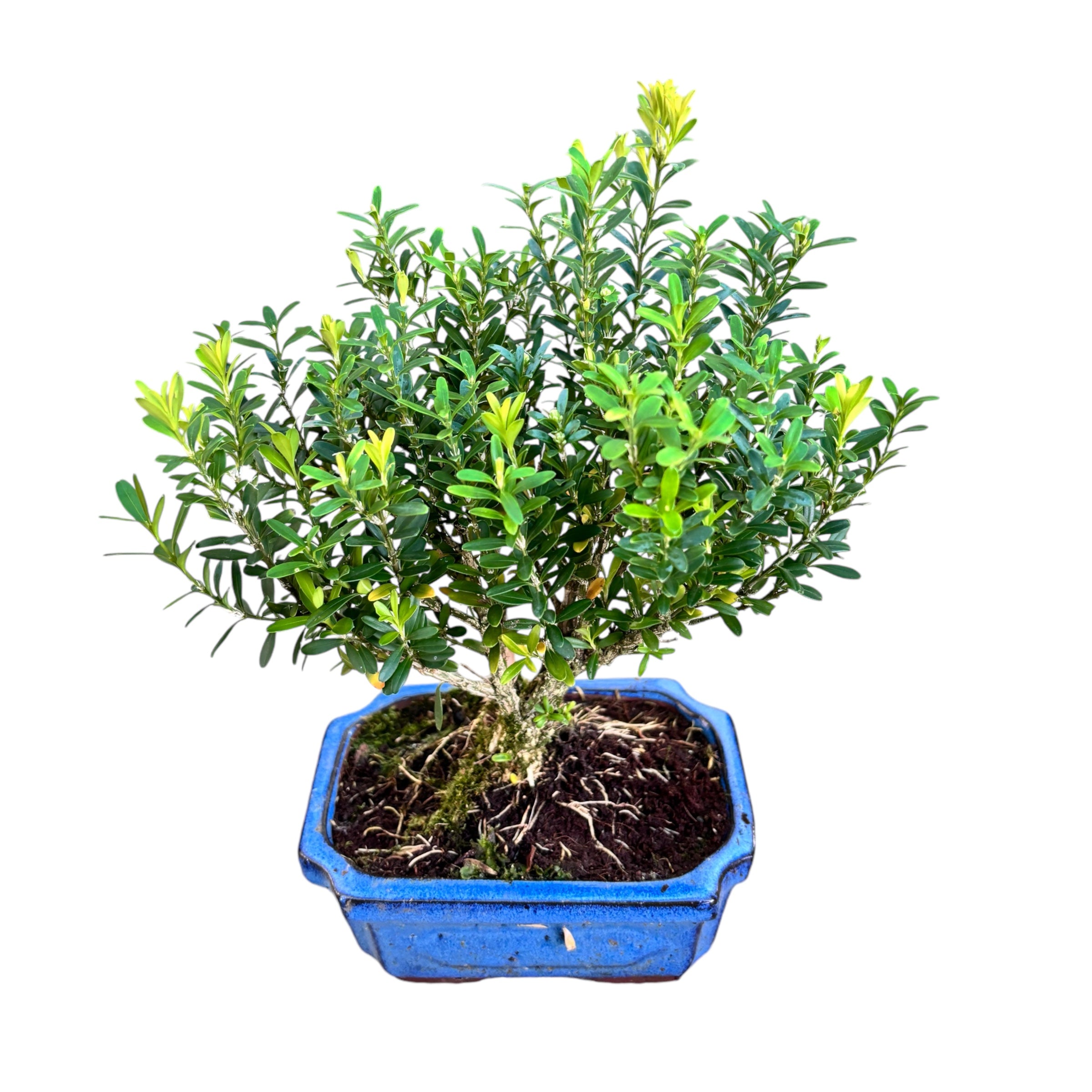 Bonsai Buxus