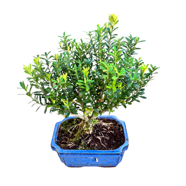 Bonsai Buchsbaum