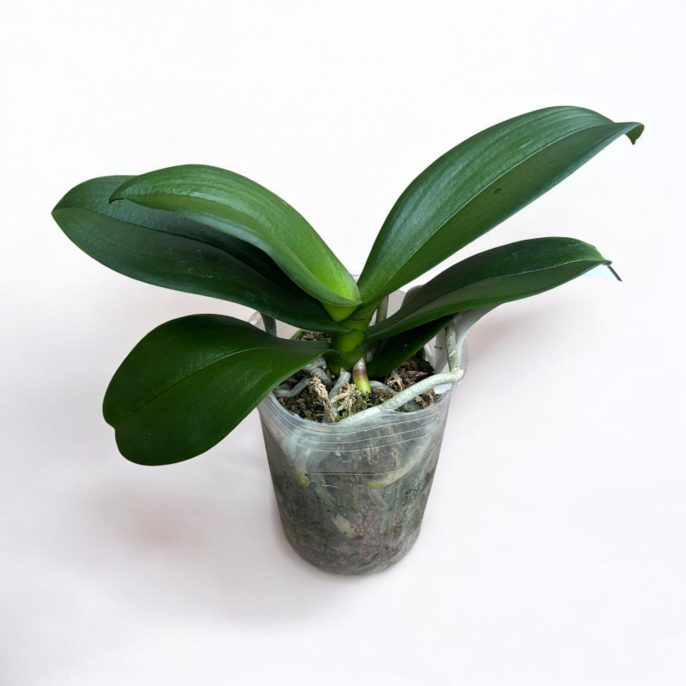 Phalaenopsis Little Gem Stripes 'Cat's King'