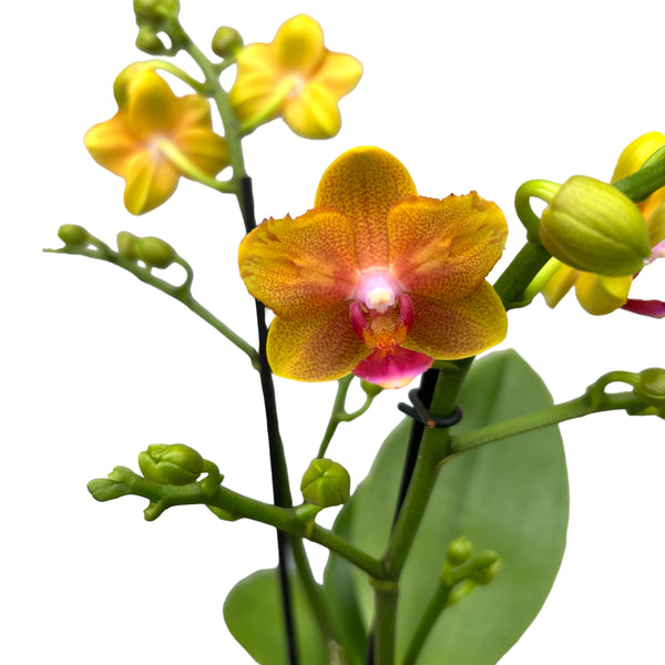 Phalaenopsis Lioulin Orange parfumat & peloric BUTTERFLY