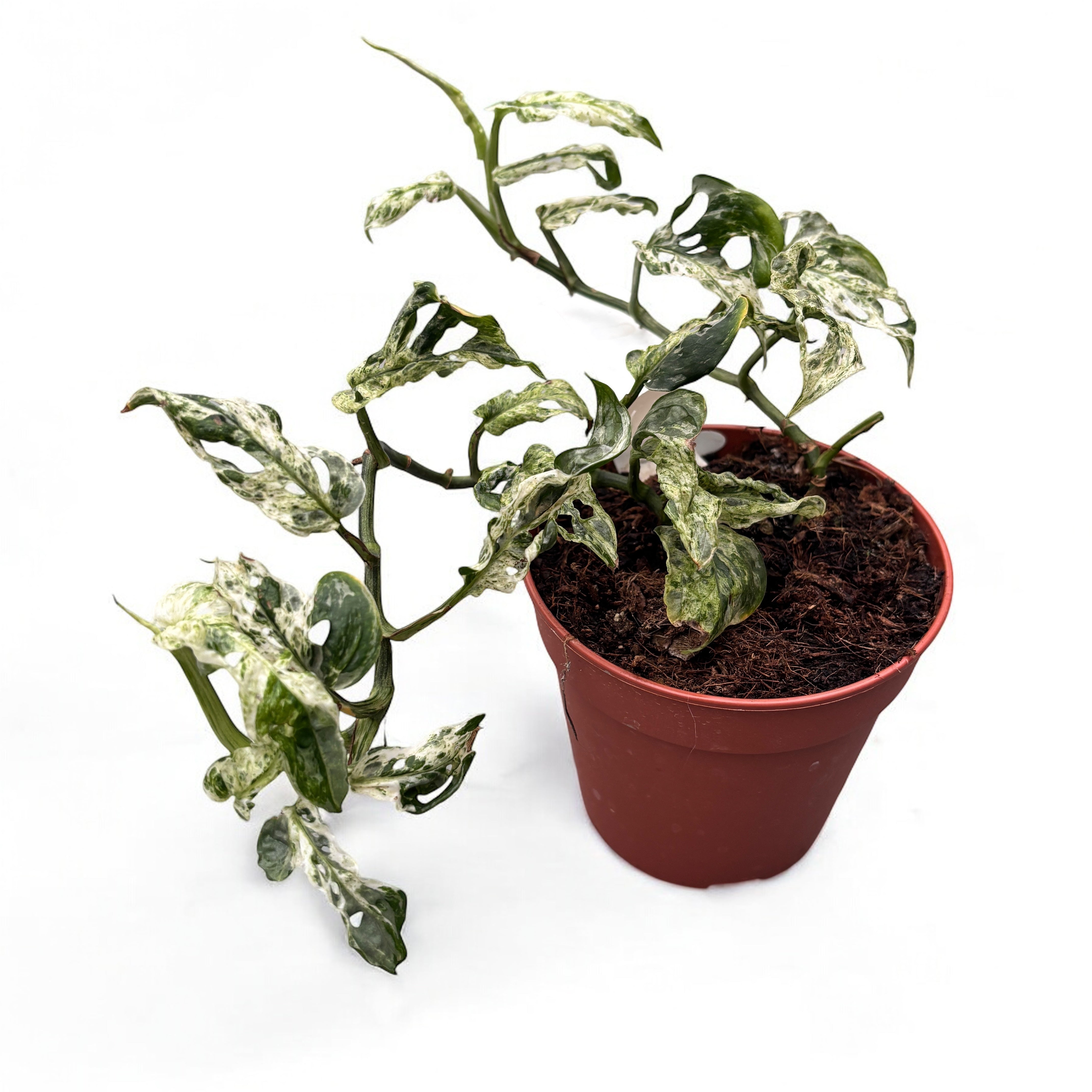 Monstera adansonii 'Frozen Freckles' (variegata) - 2 planten/pot