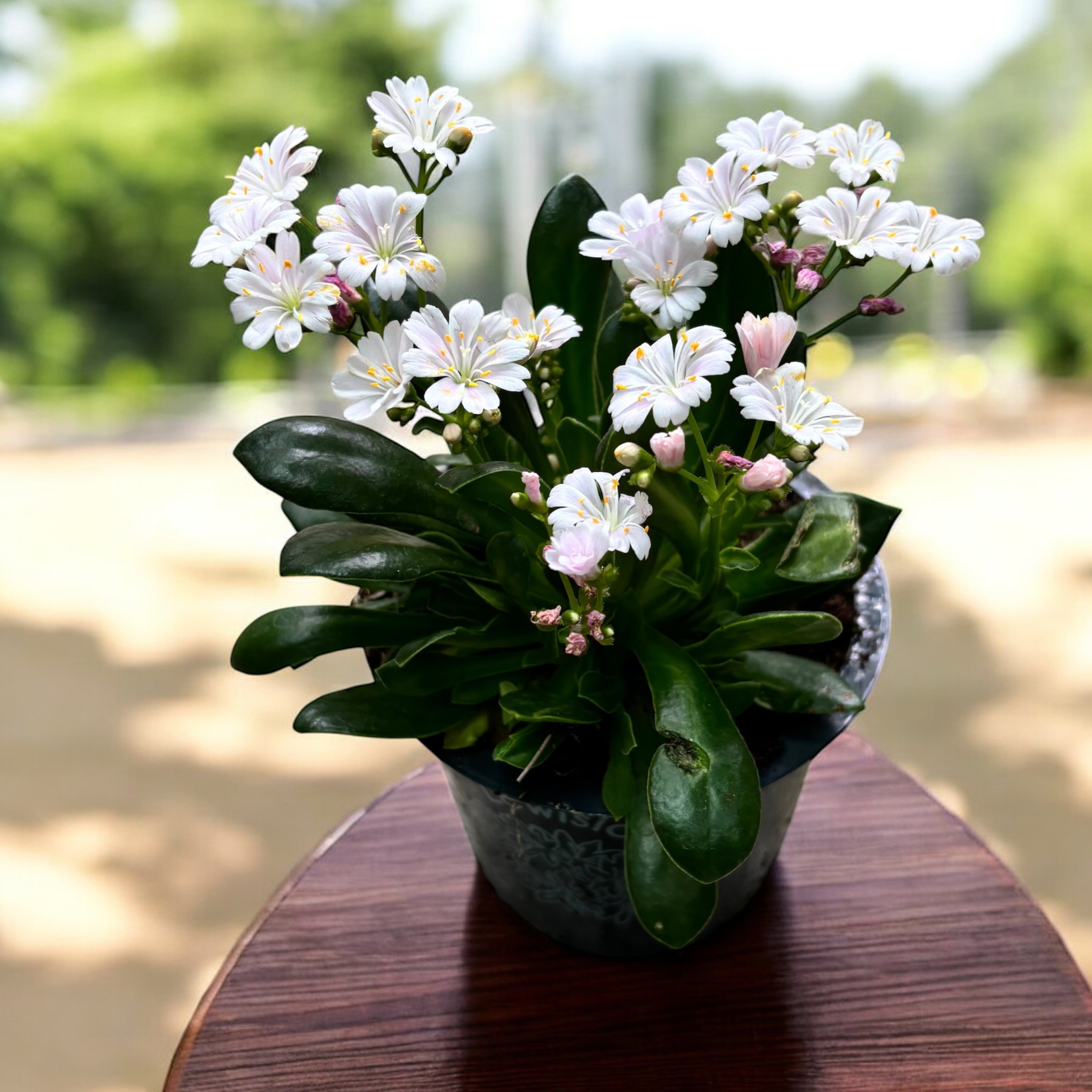 POWERS TO FLOWERS - LEWISIA COTYLEDON TRIS, 3 PIANTE, piante vere POWERS TO FLOWERS - LEWISIA COTYLEDON TRIS, 3 PIANTE, piante vere