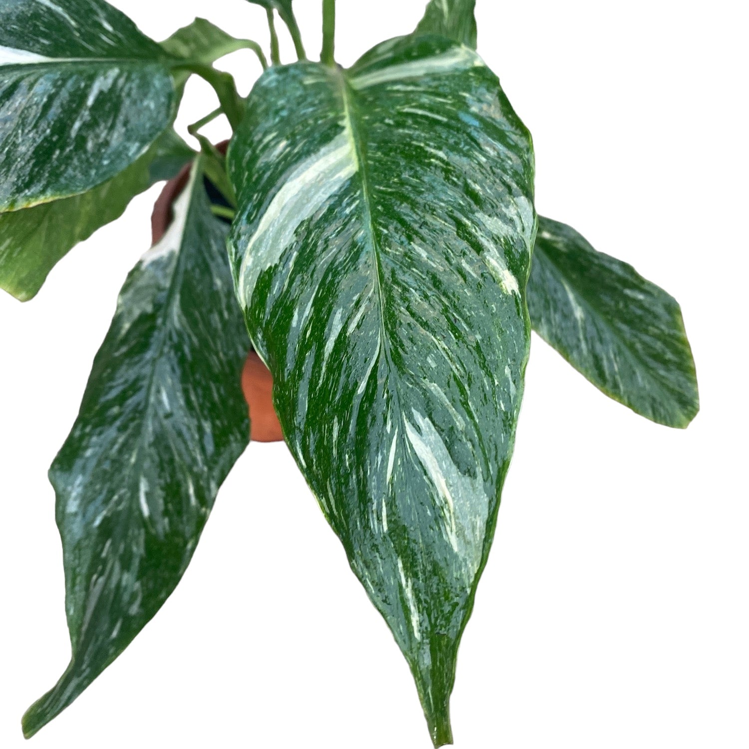 Spathiphyllum 'Diamond Variegata' - crinul pacii variegat cu frunzis marmorat