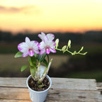 Dendrobium Enobi Purple 'Splash' AM/AOS