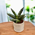 Sansevieria Boncellensis