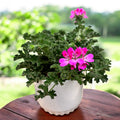 Muscate parfumate - Scented Geranium ‘Isko Rose’ (parfum de trandafiri)