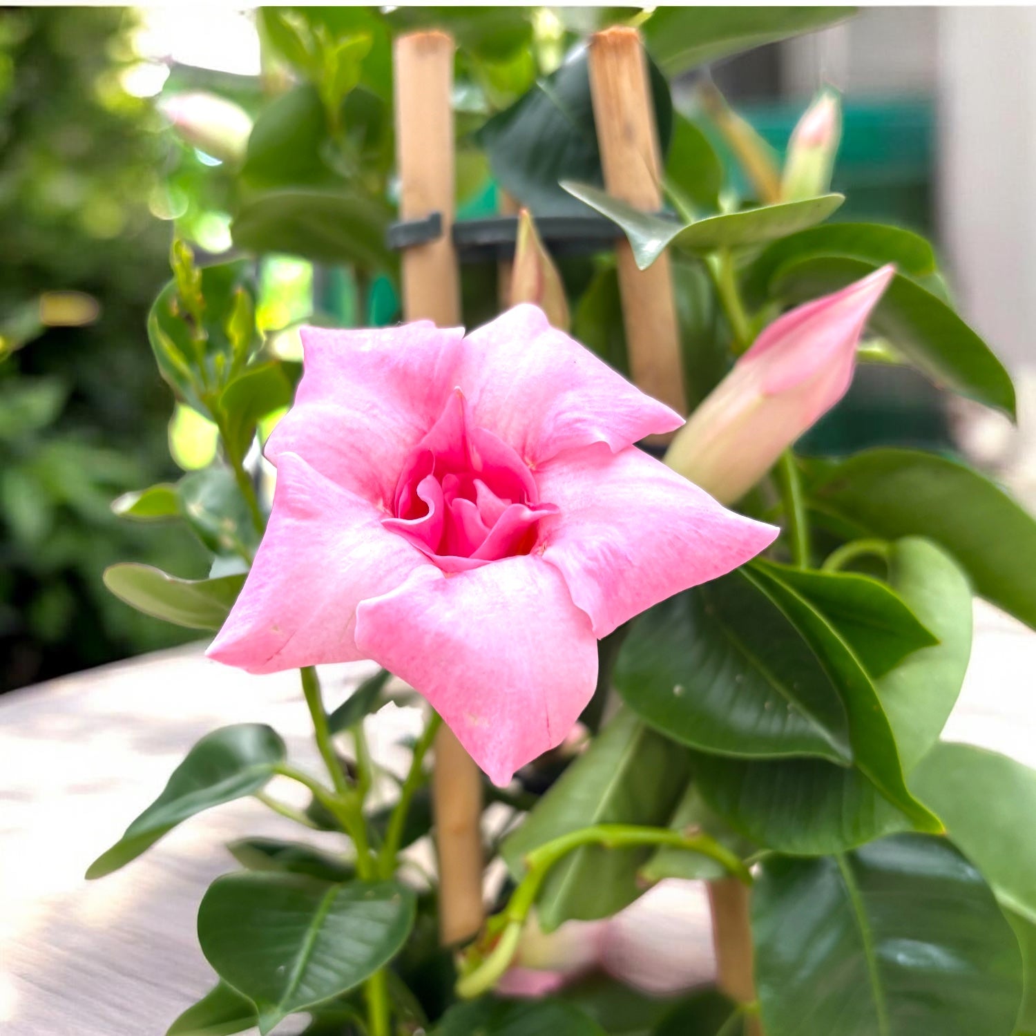 Sundaville® Cream Pink ‘Sunparapibra’ - Dipladenia cu flori duble crem-roz