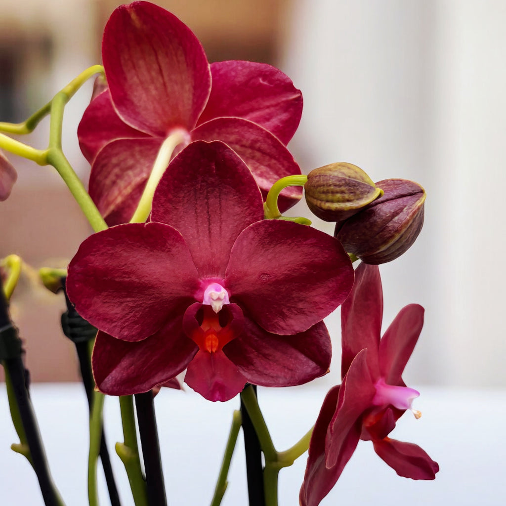 Phalaenopsis Allura Crimson Love