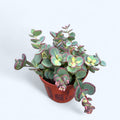 Sedum sieboldii Mediovariegatum (Erba grassa variegata)