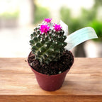 Mammillaria polythele 'Toluca'