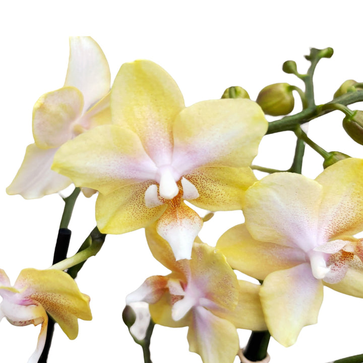 Phalaenopsis Bronze Buddha 'Lemon' (Bolgheri Lemon) - flori parfumate