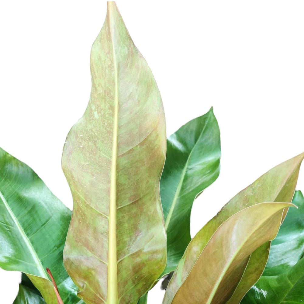 Philodendron 'Little Phil'