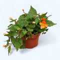 Begonia sutherlandii ‘Papaya’ - varietate exotica cu flori portocalii intense si port curgator