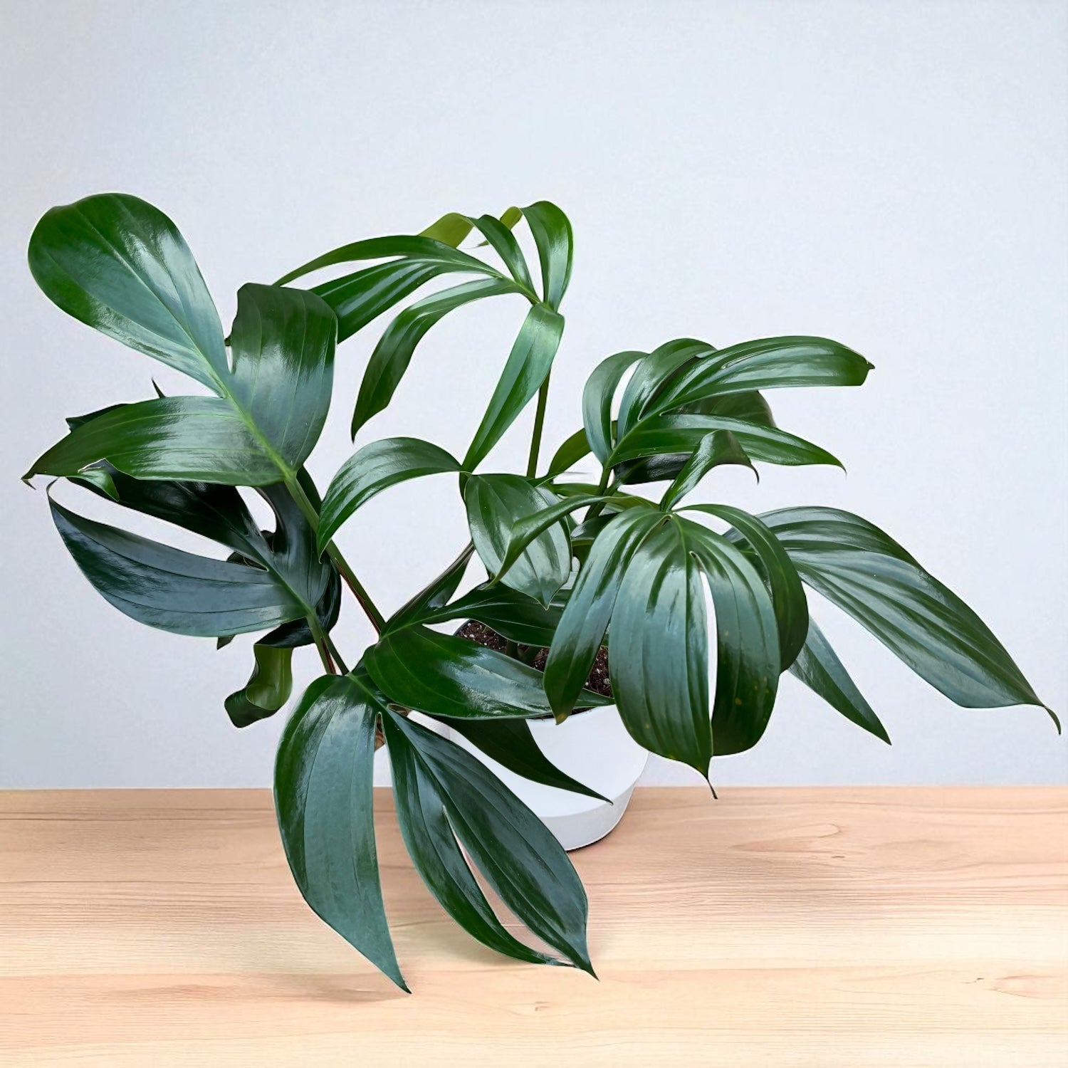 Rhaphidophora Decursiva (Philodendron Kylin Tail) - exemplare XL