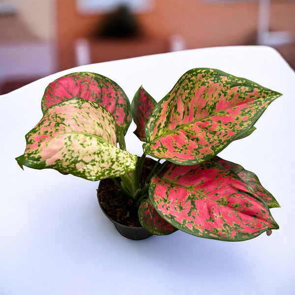 Aglaonema 'Crimson Love'