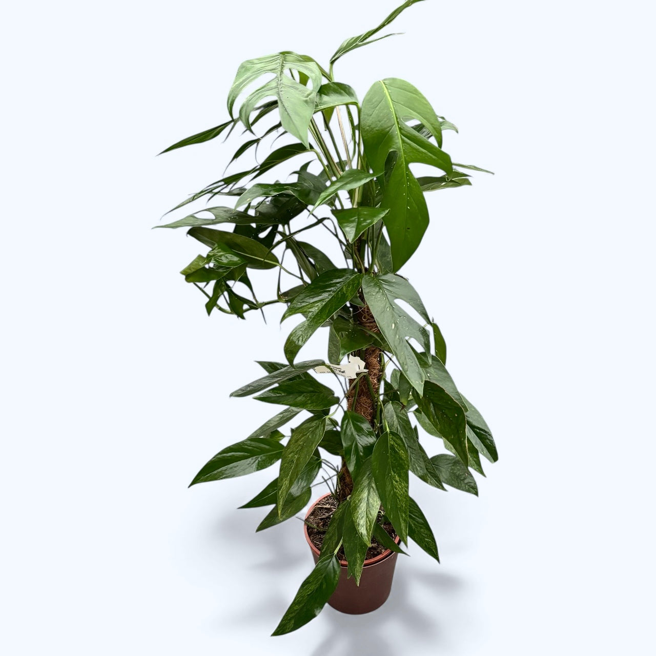 Epipremnum pinnatum ‘Baltic Blue Mint Variegata’ XL