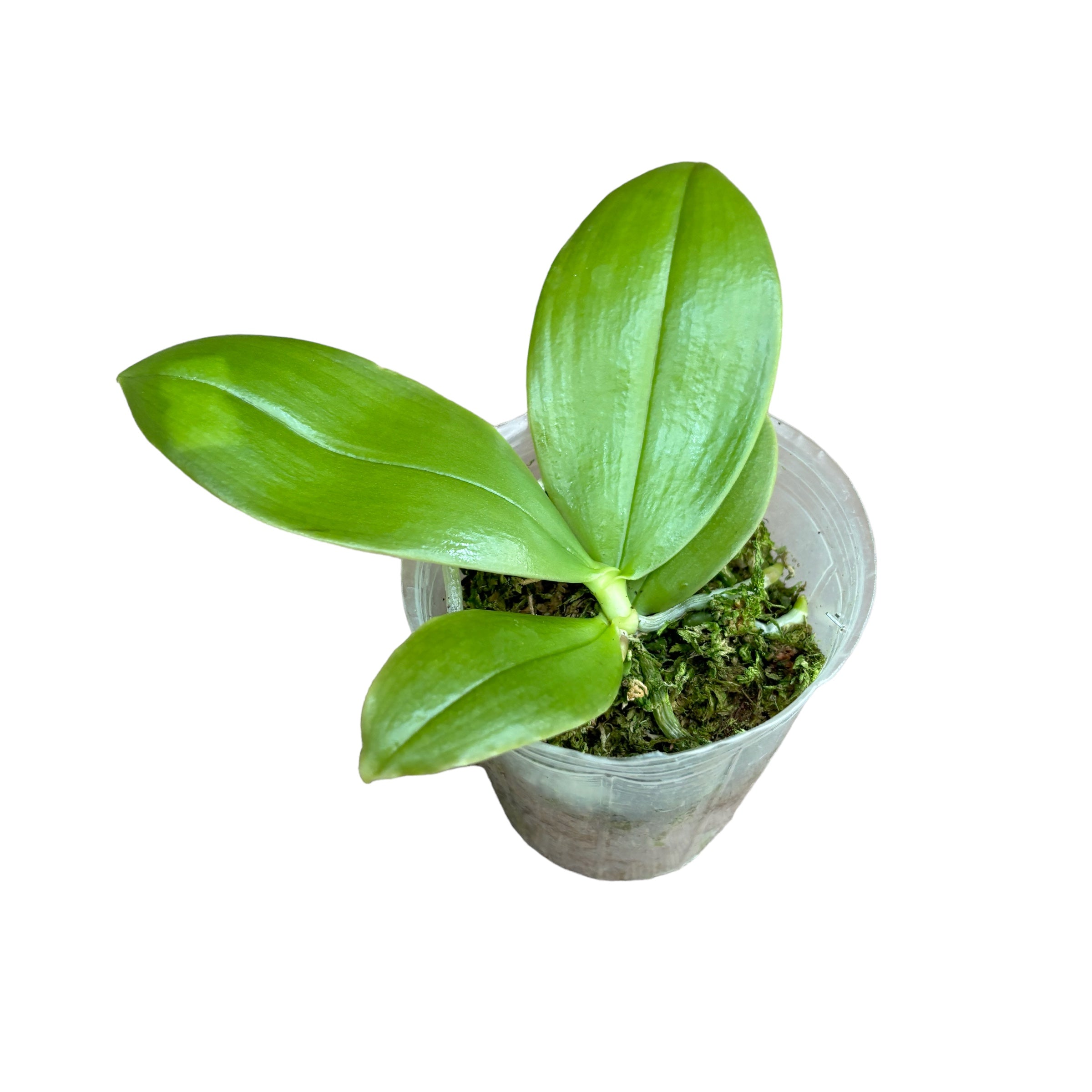 Phalaenopsis bellina 'Fire' - intensely fragrant flowers