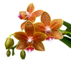 Phalaenopsis Table Masterpiece D12 (fragrant flowers)