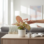 Syngonium Neon Robusta D12