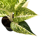 Aglaonema 'Polar Springtime'