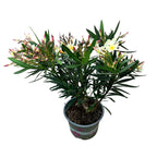 Leandru galben-crem - Nerium Olander