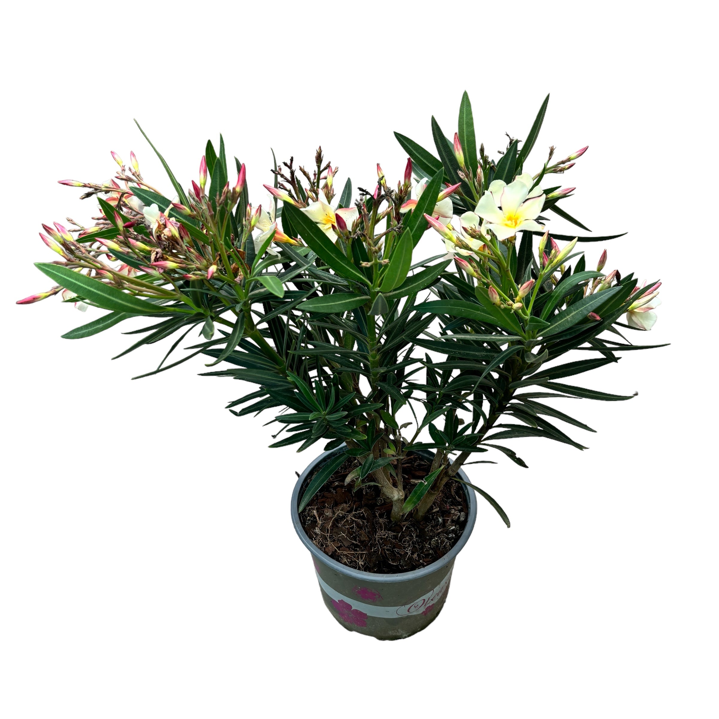 Leandru galben-crem - Nerium Olander