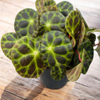 Begonia Kingiana