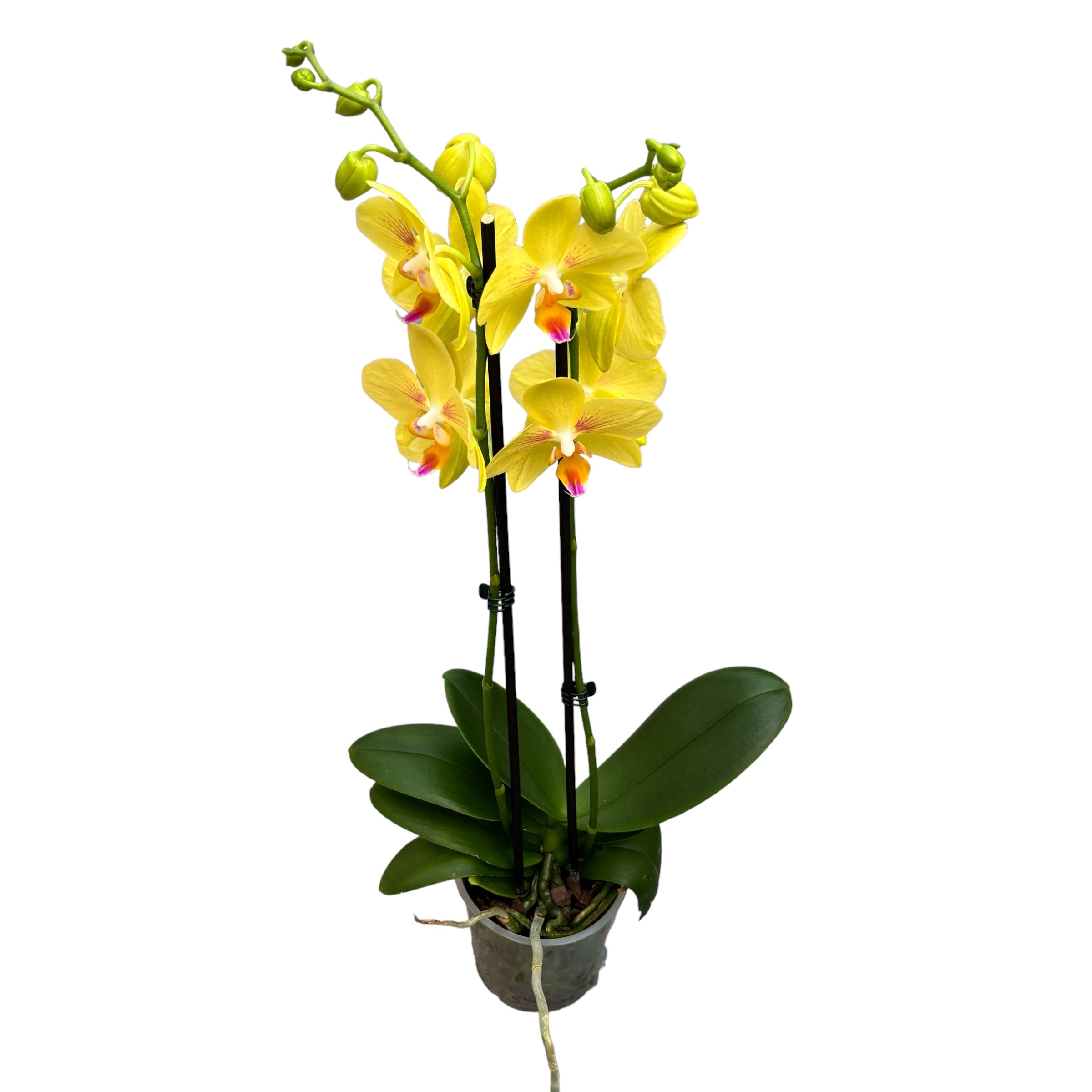 Phalaenopsis Inti Sun